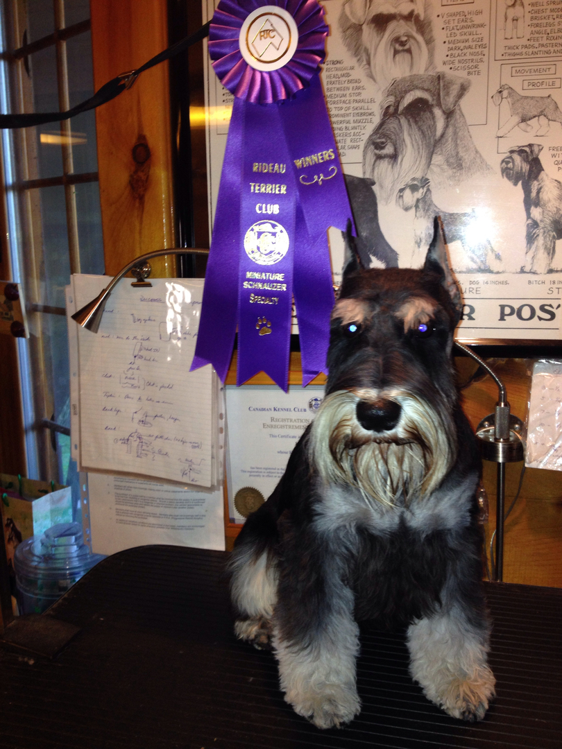 Griff after his big win at the Miniature Schnauzer speciality show.